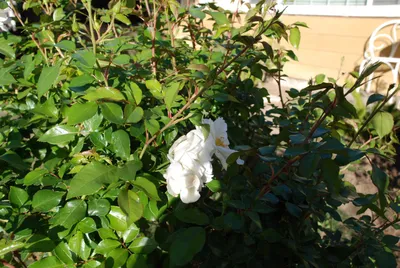 DSC_0057 (Large).JPG